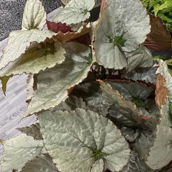 Begonia 'Treasure' 