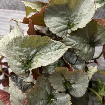 Begonia Silver™ 'Treasure' (277121)