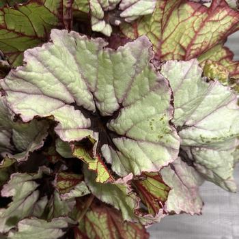 Begonia T Rex™ 'Ruby Slippers' (277122)