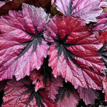 Begonia 'Ruby Slippers' PPAF