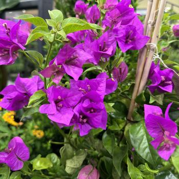 Bougainvillea 'Purple Queen®' Moneth