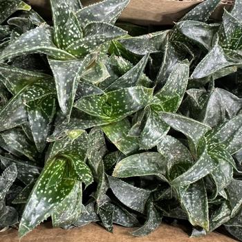 Haworthia bushman