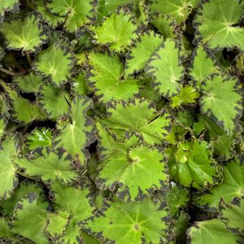 Begonia 'Spirit of Pemba' 