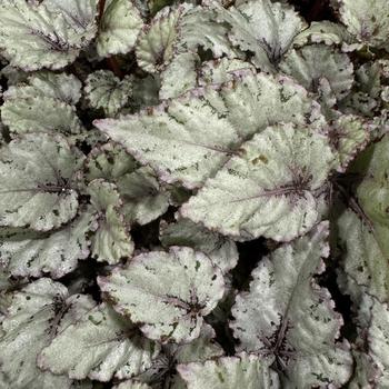 Begonia 'Spirit of Reunion' 