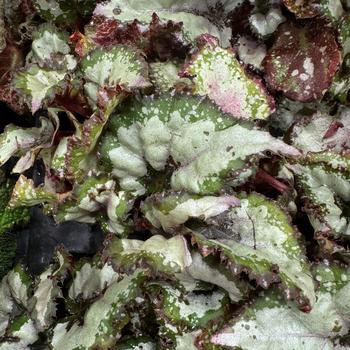 Begonia 'Spirit of Mayotte' 