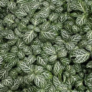 Fittonia albivenis