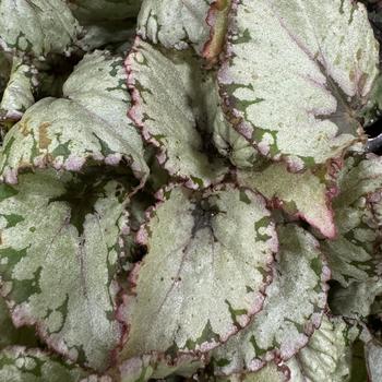 Begonia 'Spirit of Chagos' 