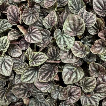 Peperomia caperata 'Luna Red' 