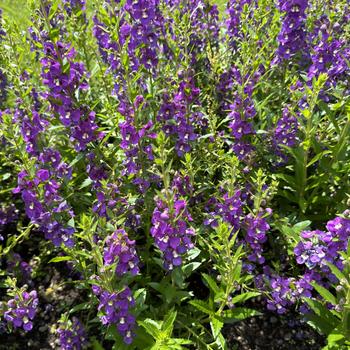 Angelonia angustifolia Guardian Angel™ '' (277139)