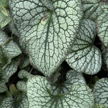 Brunnera macrophylla 'Queen of Hearts' (277140)