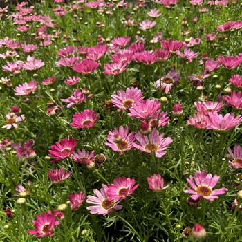 Argyranthemum Grandaisy® '' (277141)