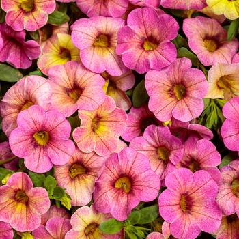 Calibrachoa 'Pink Lemonade' 