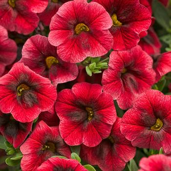 Calibrachoa 'Pomegranate Punch™' 