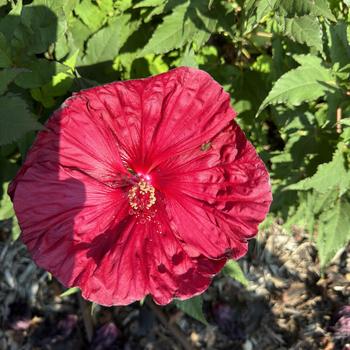 Hibiscus 'Blackberry Merlot' 