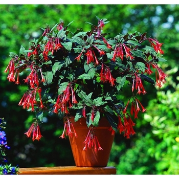 Fuchsia 'Gartenmeister Bonstedt' 