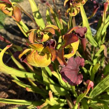 Sarracenia x moorei 'Conversation Piece' (277165)