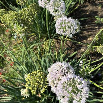 Allium 'Bobblehead' (277166)