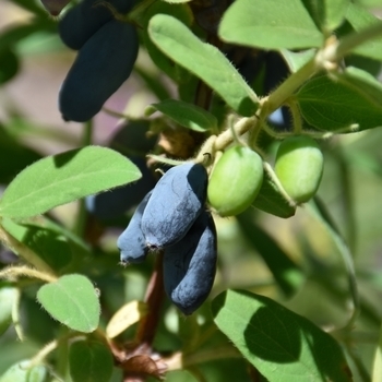 Lonicera caerulea 'Aurora' 