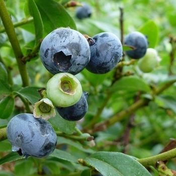 Vaccinium 'Chippewa' 