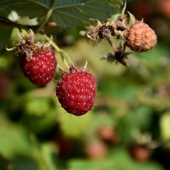 Rubus idaeus 'Boyne' 