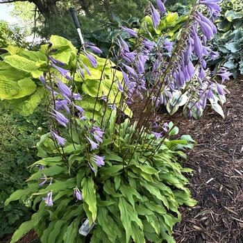 Hosta 'Party Streamers' (277172)