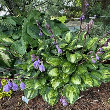 Hosta 'Island Breeze' (277173)