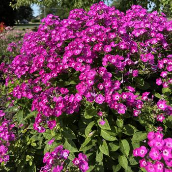 Phlox paniculata Garden Girls™ 'Cover Girl' (277174)