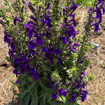 Lobelia x speciosa Starship™ Blue '' (277178)