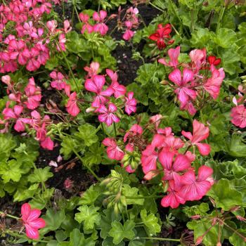 Pelargonium peltatum 'Glory Days Pink Bicolor' 