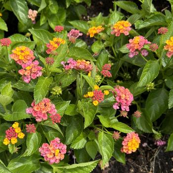 Lantana 'Sunrise' 