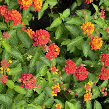 Lantana Heartland® '' (277196)