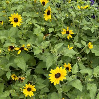 Helianthus Suncredible® 'Yellow' (277199)