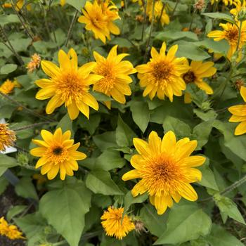 Helianthus annuus Sunfinity® 'Double Yellow' (277200)