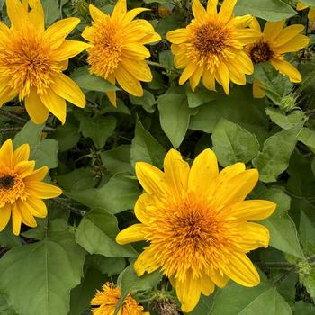 Helianthus annuus 'Double Yellow' 