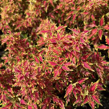 Coleus scutellarioides ColorBlaze® 'Mini Me™ Watermelon' (277204)