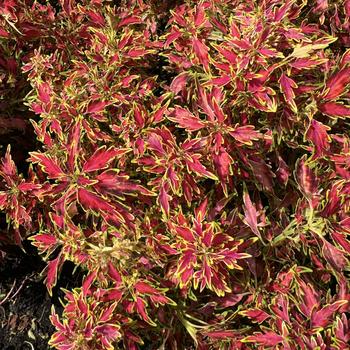 Coleus scutellarioides 'Mini Me™ Watermelon' 