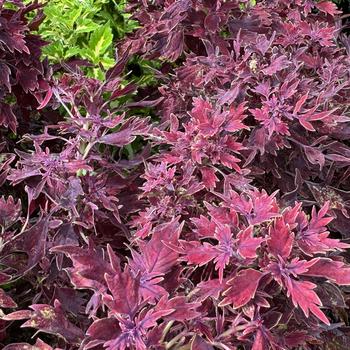 Coleus 'Dallas' 