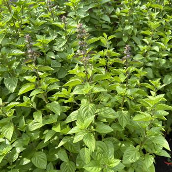 Ocimum basilicum 'Everleaf Lemon' (277207)