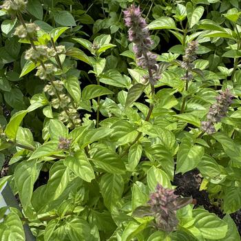 Ocimum basilicum 'Everleaf Lemon' 