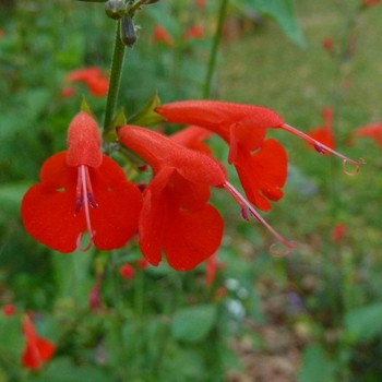 Salvia coccinea