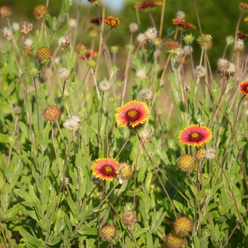 Gaillardia pulchella