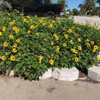 Helianthus debilis