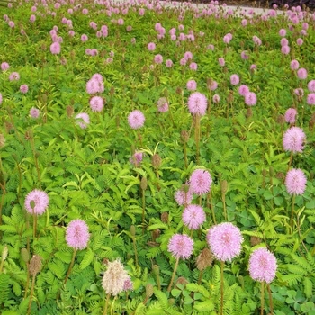 Mimosa strigillosa