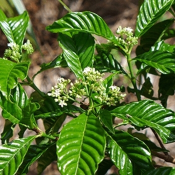 Psychotria nervosa