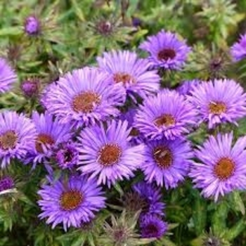 Aster novae-angliae 'Purple Dome' 