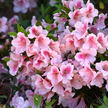 Rhododendron 'Robled' PP15862