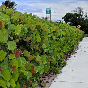 Coccoloba uvifera