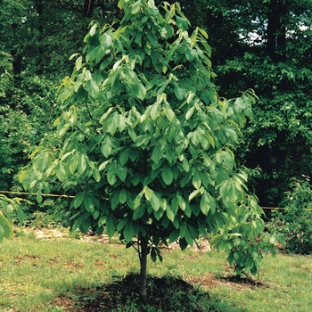 Asimina triloba 'Mango' 