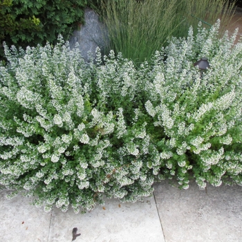 Calamintha nepeta 'Montrose White' 