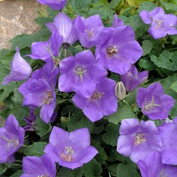 Campanula carpatica 'Blue Uniform' 